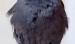 八哥爆料视频大全,揭秘娱乐圈幕后真相